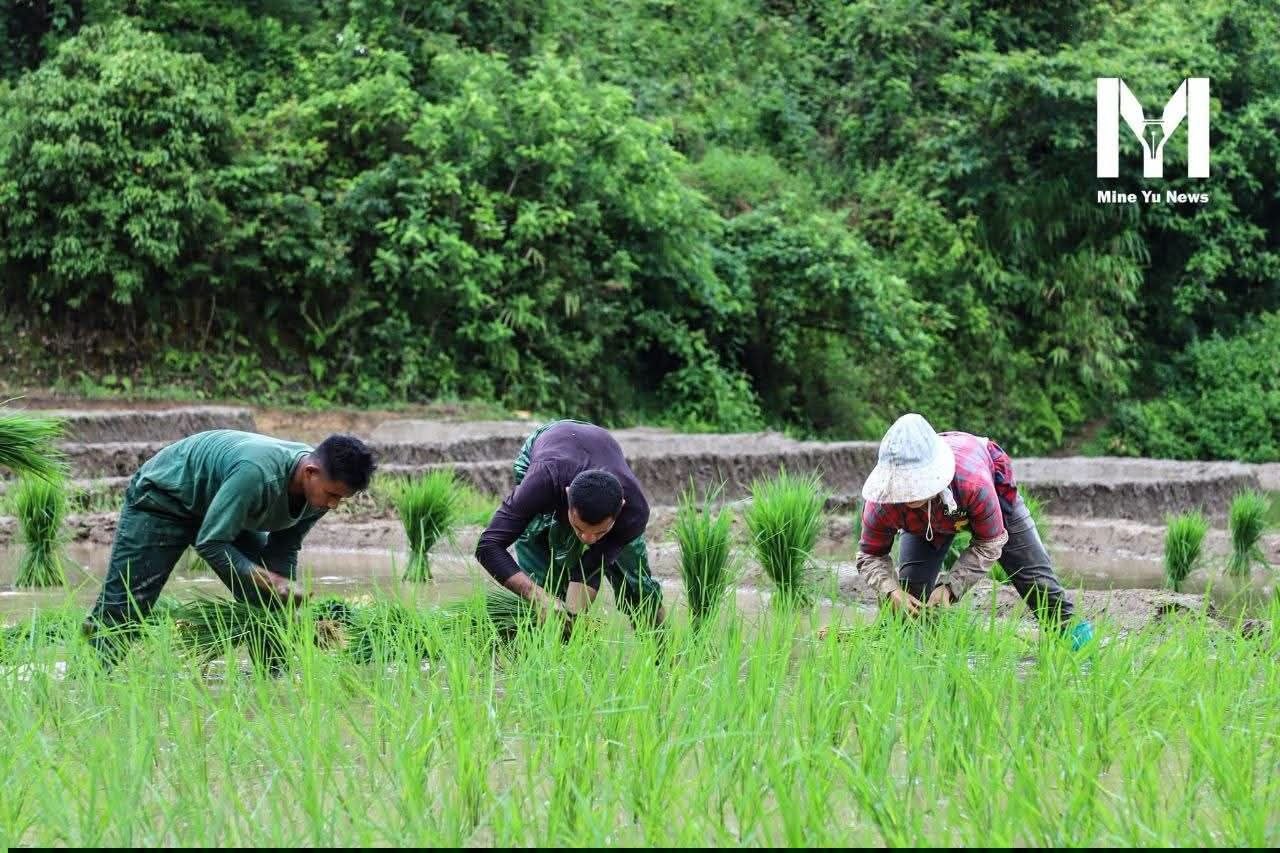 AA Provides Assistance to Farmers in Mine Yu 105-Mile Area Facing Difficulties in Rice Cultivation