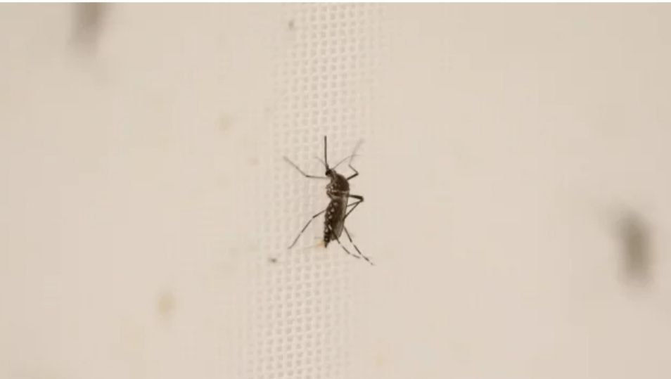 512 dengue patients hospitalized in Bangladesh in 24 hours